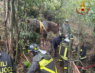 Cavalla di trenta anni  soccorsa e portata in salvo dai vigili del fuoco